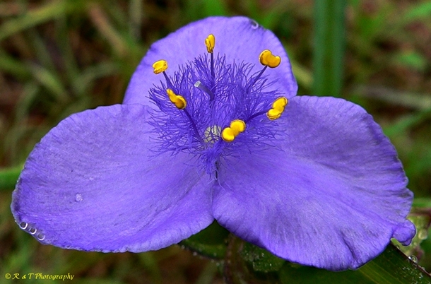 {Tradescantia ohiensis}